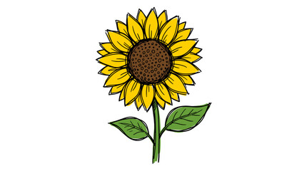 Fototapeta premium Sunflower illustration isolated on white background hand drawn botanical drawing flat style