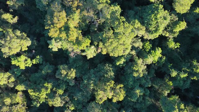 Endangered rosewood trees (Aspidosperma polyneuron) form part of mature Atlantic Forest canopy in Misiones, Argentina, revealing multilayer evergreen rainforest from directly overhead, top-down slide