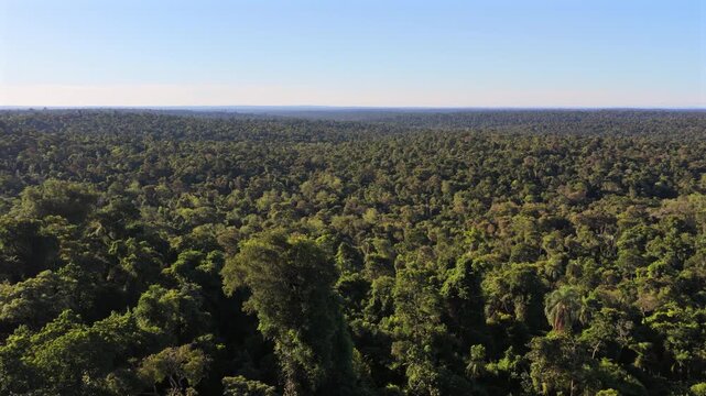 Dense Atlantic Forest canopy covers Iguazu National Park in Misiones, Argentina, extending across one of South America's largest remaining subtropical rainforests with multilayer evergreen vegetation,