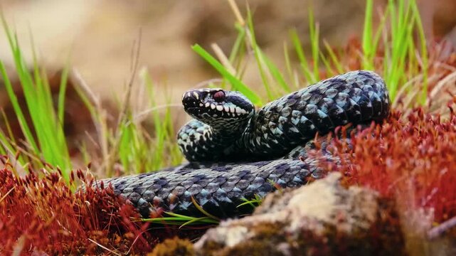 An extreme macro telephoto shot capturing a venomous common European adder viper tightly coiled amidst forest undergrowth.