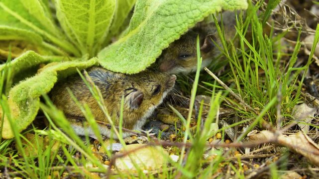 An extreme macro telephoto close-up capturing striped field mice nestled safely under large green plant leaves.