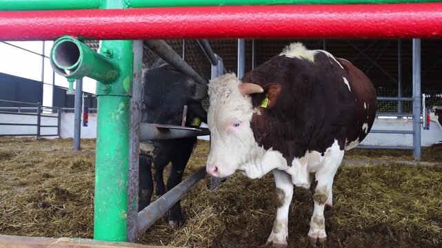 Two young Simmental and Angus bulls interact near a fence inside a modern livestock barn. A brown and white bull rubs against a black bull in a clean farm pen.