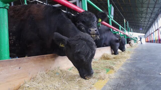Black angus cattle and water buffaloes eating dry hay in a modern farm barn. Livestock feeding on fodder in a cowshed.