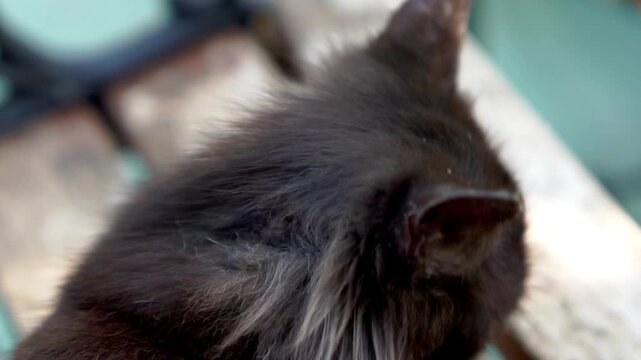 Black cat on the bench with scabies on his ears. It causes severe scratching, thick crusts on the ears and face, and hair loss.