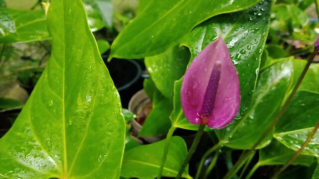 Pink purple anthurium flower with water droplets on green leaves background