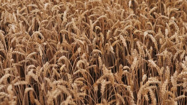 Dense close view of ripe golden wheat heads and tall stalks filling view in warm beige and amber tones, with soft sunlight, shallow focus feel, and subtle bending across calm