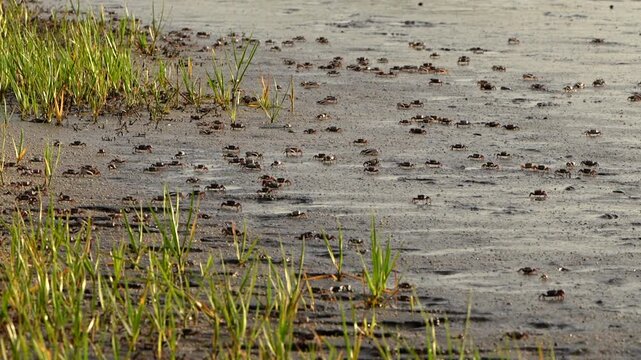 Hundreds of fiddler crabs walking the sand