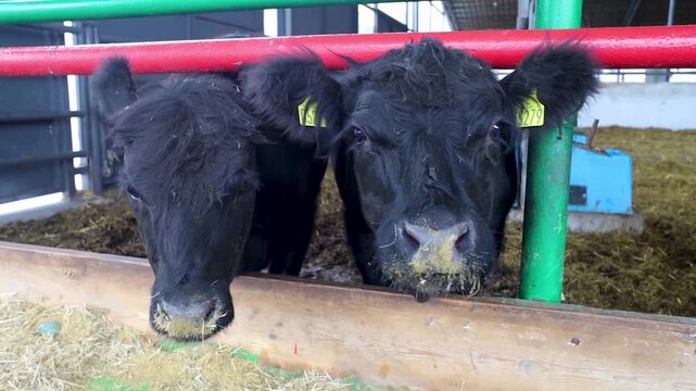 Black angus cattle and water buffaloes eating dry hay in a modern farm barn. Livestock feeding on fodder in a cowshed.