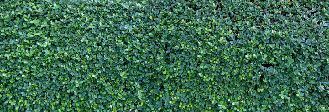 Texture of green leaves shape wall close up. shrub with small green leaves of ligustrum. Natural hedge, dense wall-shaped shrub. Natural pattern for background and design. full frame. long banner