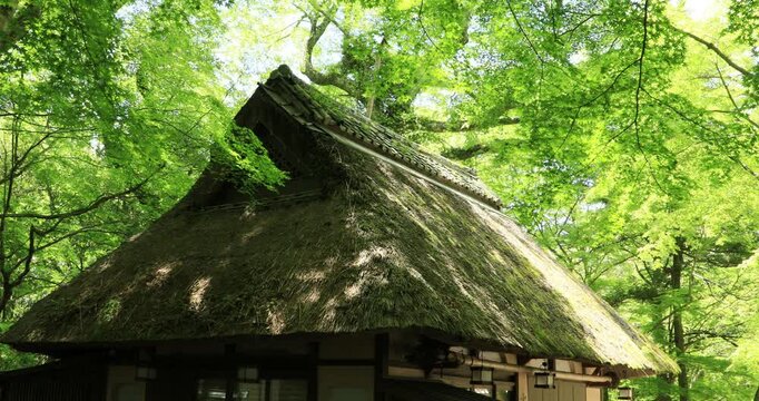 茅葺き屋根と新緑