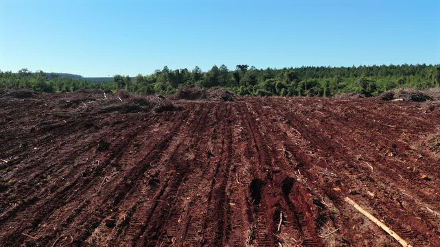 Red dirt furrows in active timber forestry zone surrounded by lush native rainforest canopy near Argentina-Paraguay border. Slow motion forward aerial on bright day.