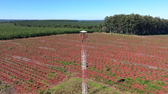 Aerial Drone Dolly In View of Forestry Watchtower and Pine Plantation Landscape
