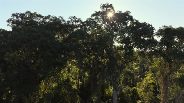 Mature tropical rainforest canopy reveals towering emergent broadleaf trees, dense multilayer vegetation and closed native woodland beneath warm sunlight, low lateral slide.