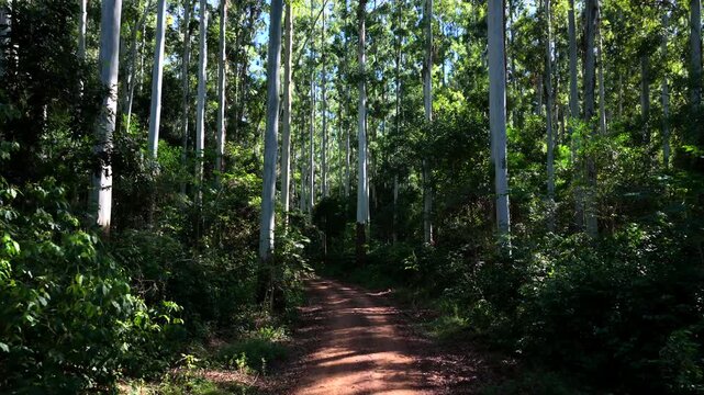 Commercial eucalyptus plantation surrounds an unpaved forestry access road within Atlantic Forest landscape in Misiones, Argentina, illustrating managed silviculture and timber production, aerial