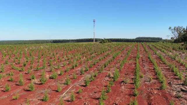 Aerial Drone Dolly In View of Pine Plantation Rows and Forestry Watchtower Landscape