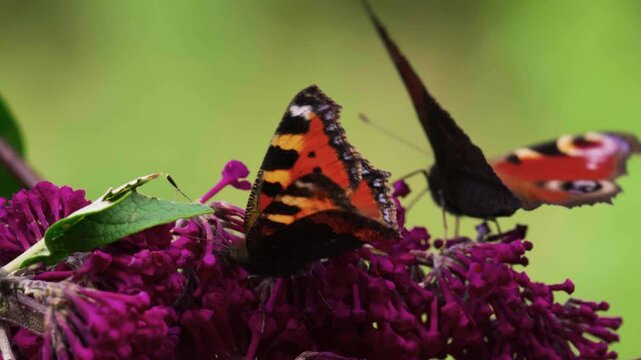 A cinematic telephoto tracking shot capturing small tortoiseshell and peacock butterflies feeding together on a vibrant buddleja bush.