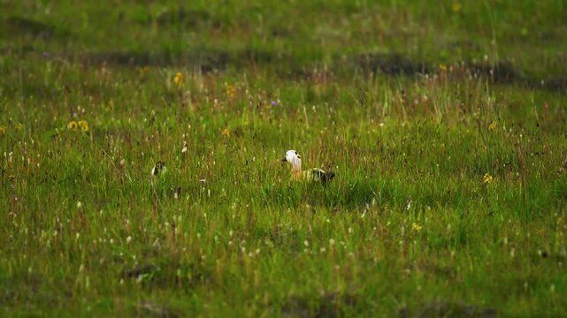 A sharp close-up portrait capturing a ruddy shelduck standing alert in a lush grassy meadow.