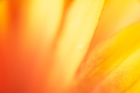 blume gelb nah makro pflanze