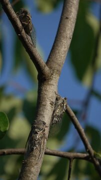 Wildlife footage showing multiple cicadas clinging to a tree branch outdoors. Static vertical shot.