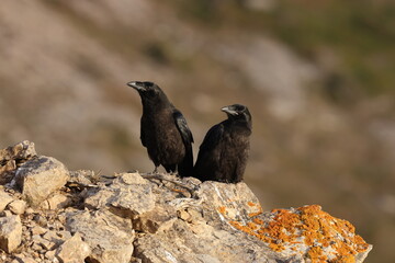 Obraz premium Young common ravens perched on the rugged cliffs of Cape Saint George, Newfoundland