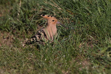 Eurasian hoopoe foraging in Baden-Wuerttemberg, Germany © Frank Fichtmüller