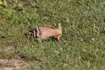 Eurasian hoopoe foraging in Baden-Wuerttemberg, Germany © Frank Fichtmüller