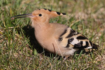 Eurasian hoopoe foraging in Baden-Wuerttemberg, Germany © Frank Fichtmüller