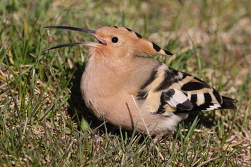 Eurasian hoopoe foraging in Baden-Wuerttemberg, Germany © Frank Fichtmüller