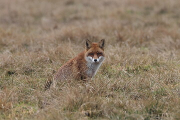 Obraz premium Red fox hunting in a green meadow in Baden-Wuerttemberg, Germany