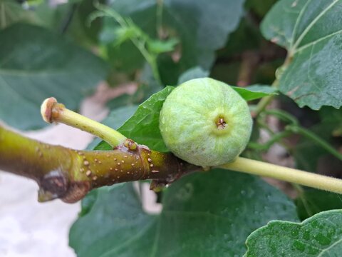A common fig (Ficus carica) fresh fruit of summer