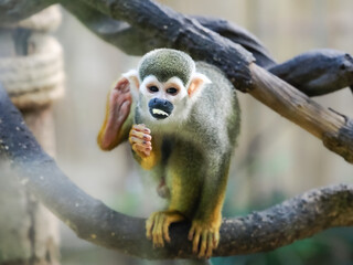 adult saimiri monkey agains green blured background © wisannumkarng