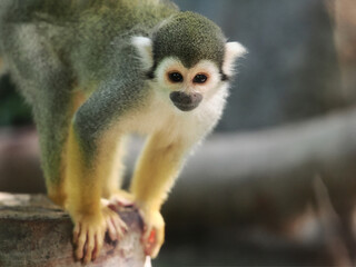 adult saimiri monkey agains green blured background © wisannumkarng