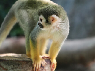 adult saimiri monkey agains green blured background © wisannumkarng