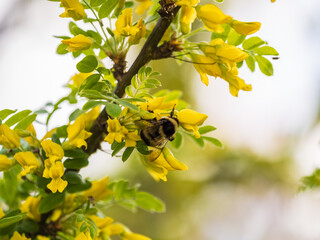 A bee collects nectar on a yellow acacia. Acacia tree branch with green leaves and yellow flowers. © Dmitrii Potashkin