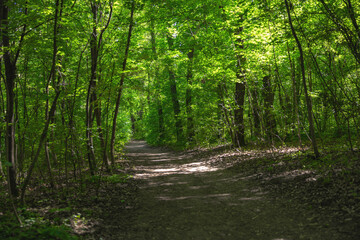 Obraz premium Forest path winding through vibrant green trees