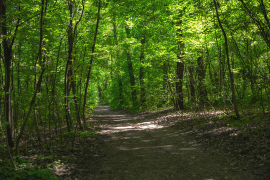Forest path winding through vibrant green trees