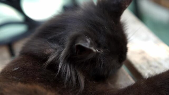 Black cat on the bench with scabies on his ears. It causes severe scratching, thick crusts on the ears and face, and hair loss.