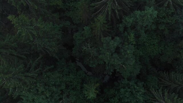 the forest