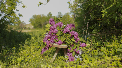 Close view of rich purple lilac flowers bouquet lying on old wooden bench in garden. JPG © BorysiukN
