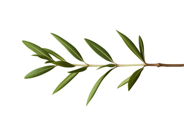 Fototapeta premium Fresh green olive branch with narrow leaves