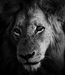 portrait of a lion © Stephen