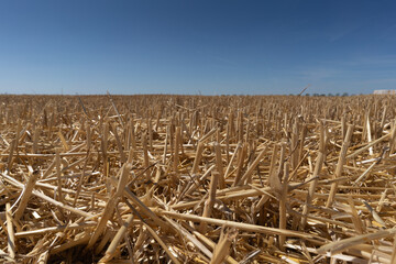 Harvested field shows stubble after wheat is cut under clear blue sky © Jill Dundee
