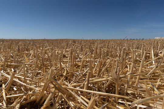 Harvested field shows stubble after wheat is cut under clear blue sky