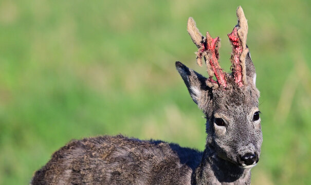 Portrait of roe deer with growing antlers in blood 