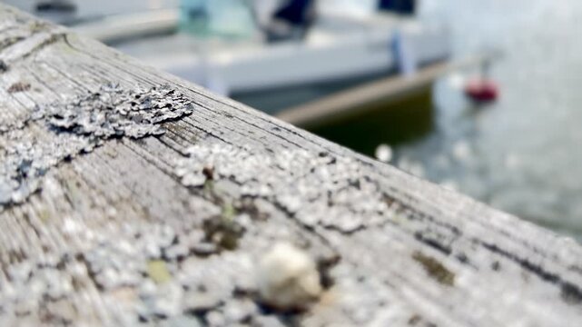 Weathered Pier Railing with Salt Crust by the Sea B-Roll