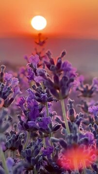 Lavender field sunset blooms, purple blossoms glow under golden light. Vertical macro shot.