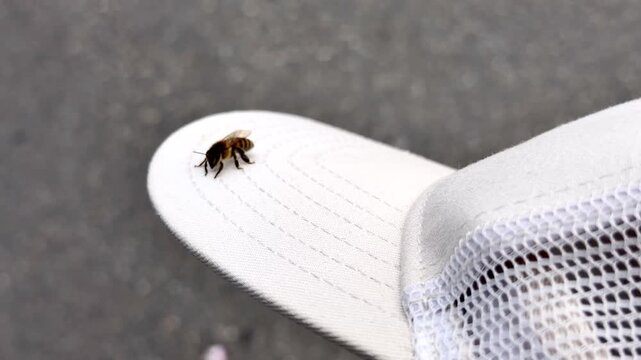 Honey Bee Resting on White Fabric Cap Urban City Outdoors Close-up