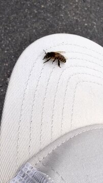 Honey Bee Crawling on Edge of White Cap in Summer
