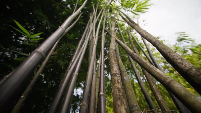 Exotic tropical plants and rainforest trees create a tranquil oasis in Singapore Botanic Gardens surrounded by the modern cityscape of Asia