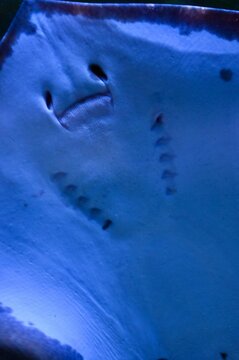 Underside close-up view showing the mouth, gill slits, and white belly with dark margins of a stingray (Dasyatis pastinaca) swimming against glass in a marine aquarium habitat.